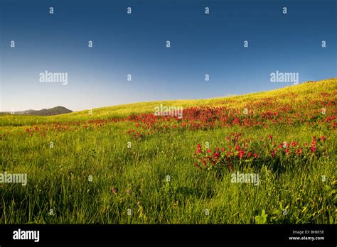 Flowery Field Hi Res Stock Photography And Images Alamy