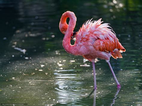 Pink Flamingo Wallpaper Wallpapersafari