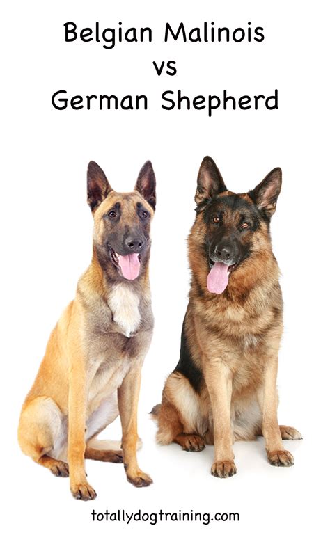Shiloh Shepherd Size Comparison