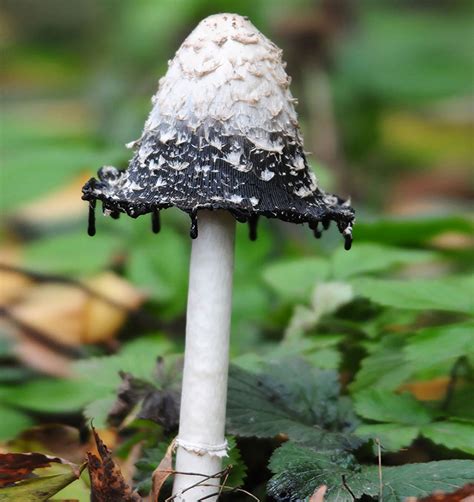 31 Magical Photos Of Mushrooms That Will Leave You In Awe
