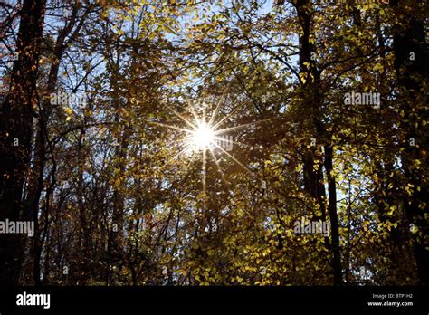 Sun Shining Through Autumn Foliage Stock Photo Alamy