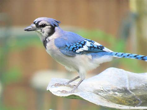 The Blue Jay Spirit Animal Spirit Animal Guide Meanings And Symbolism