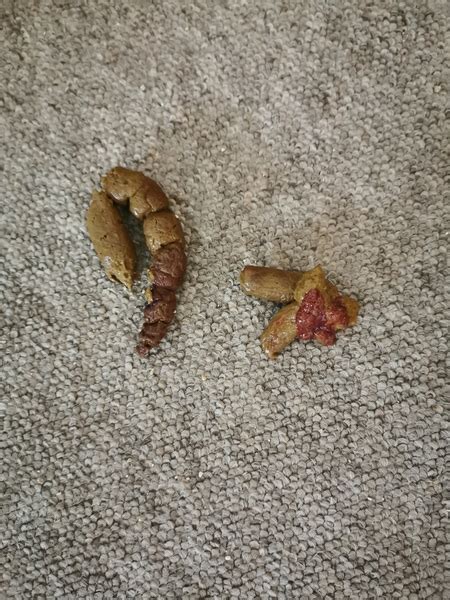Warning Picture Of Cat Poo Does This Look Like Blood Mumsnet