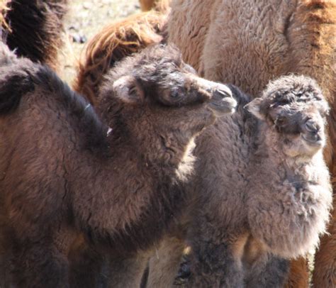 Bactrian camels have developed special adaptations to allow them to survive in such a brutal environment. Big Baby Camels at the Minnesota Zoo - ZooBorns