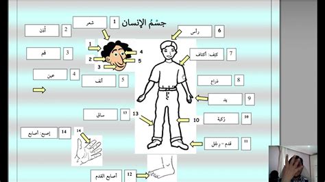 Arabic Lesson Vocabulary Human Body In Arabic Arapça Insan Vücudu
