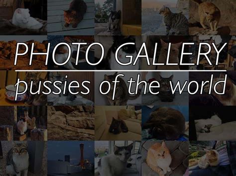 Photo Gallery Pussy Hunting Around The World Halfway Anywhere