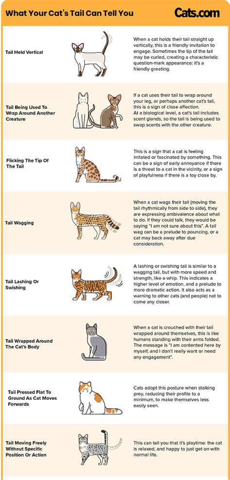 What Your Cats Tail Can Tell You Dvm Dr Pete Wedderburn