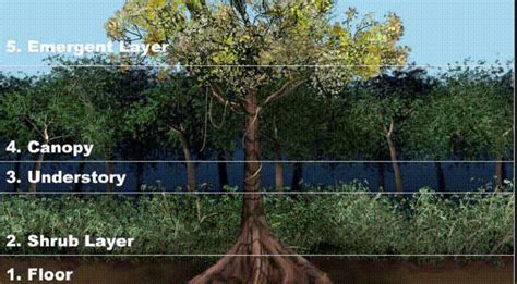 Most of the trees are dicotyledons, with thick leathery leaves and shallow root systems. Rainforest Levels