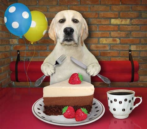 Dog Labrador In Restaurant Eats Chocolate Cake Stock Image Image Of