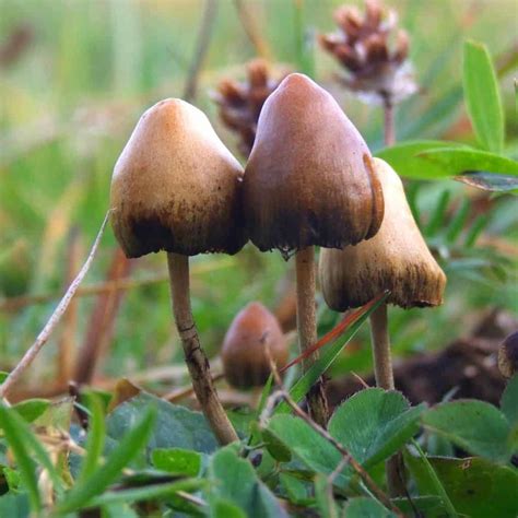 Psilocybin The Active Substance In Magic Mushrooms Inhibits The