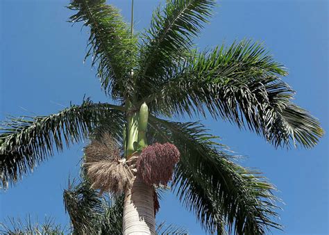 Roystonea Regia Florida Royal Palm 10 Seeds Etsy