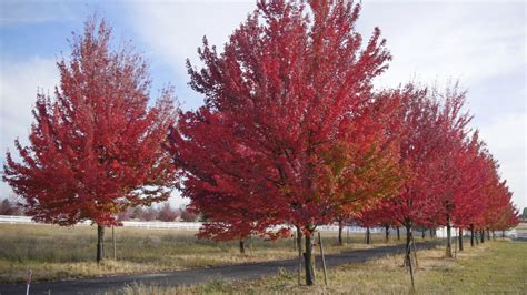 8 Trees That Flaunt Brilliant Fall Color Utah Lawn Care
