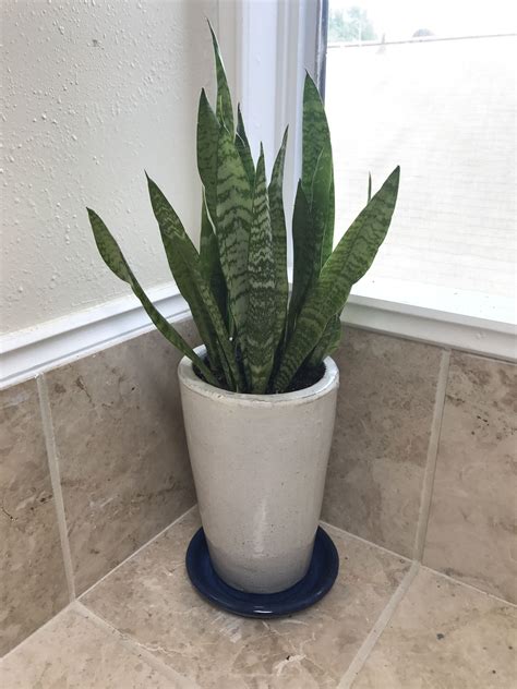 The year round keep the sansevieria plant on a window sill. Snake 🐍 plant | Snake plant, Plants, Houseplants