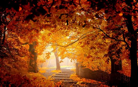 Обои деревья парк листва забор Осень картинки на рабочий стол