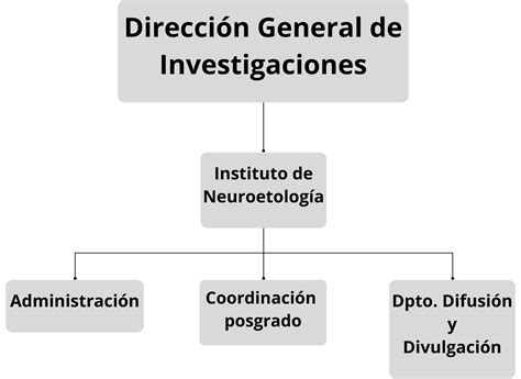 Organigrama Instituto De Neuroetolog A