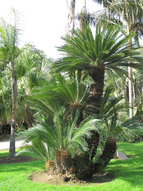 Cycas Revoluta Idee Jardin Paysagiste Jardin Balinais Décoration