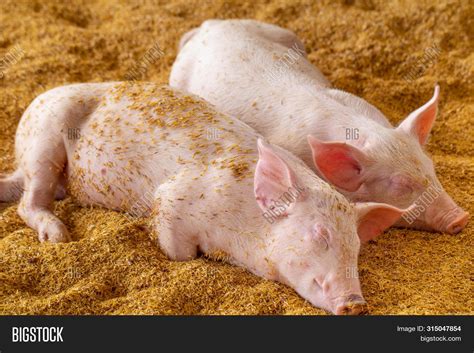 Two Pigs Sleep On Image And Photo Free Trial Bigstock