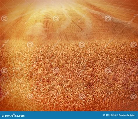 Late Afternoon In A Beautiful Wheat Field Stock Photo Image Of Early