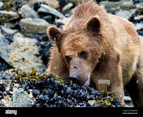 Brown Bear Ursus Arctos In Geographic Harbor In Katmai National Park