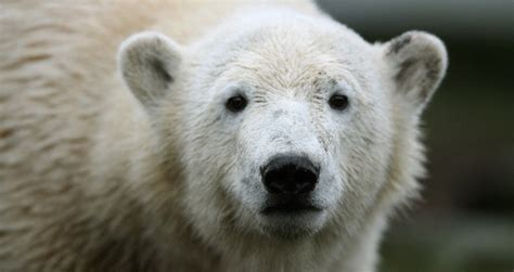 21 Polar Bear Facts Thatll Make You Fall For Earths Largest Predator