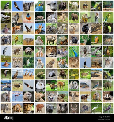 Top 154 Imágenes De Animales Silvestres Con Sus Nombres Smartindustrymx