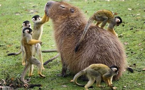 capybara hd wallpaper background image  id