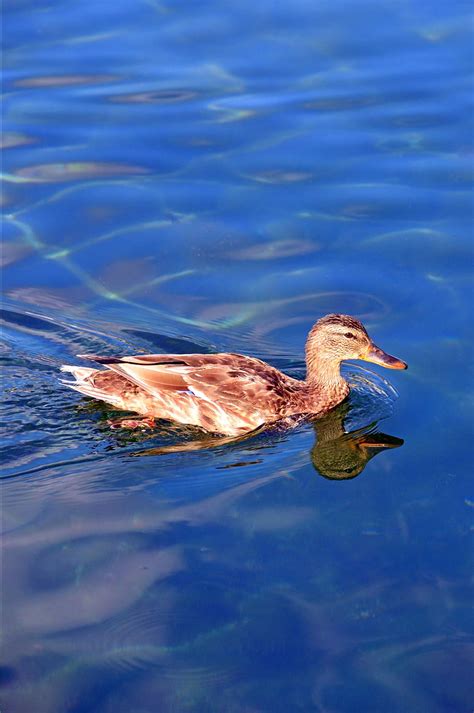 Hd Wallpaper Duck Wild Ducks Beast Winged Bird Nature Water