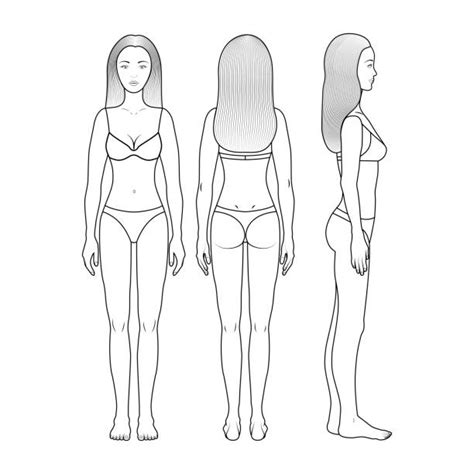 Blank human body template for medical infographic. Human Body Outline Front And Back Drawing Illustrations ...