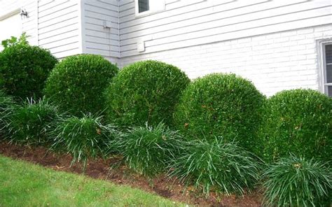 Check out our boxwood bushes selection for the very best in unique or custom, handmade pieces from our craft supplies & tools shops. Boxwood - Gammon's Garden Center & Landscape Nursery