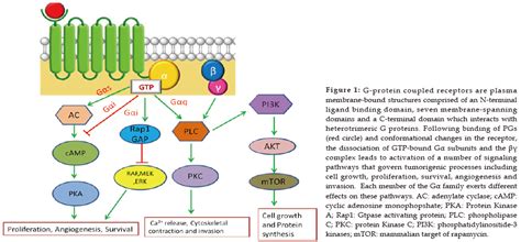 Check spelling or type a new query. The PGE2-EP Receptor Axis in Colorectal Cancer and ...