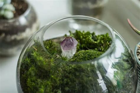 How To Grow Moss Indoors Quick Guide A Prettier Petal