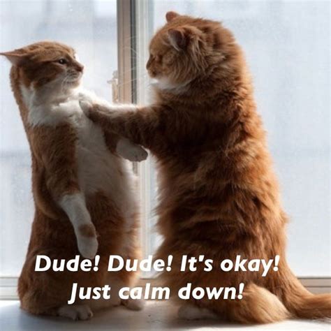 Dude Just Calm Down Cute Cats Cute Animals Funny Animals