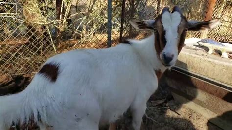 New Baby Goat Born Today Youtube