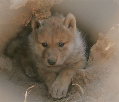 North American Gray Wolf Pups Born California Wolf Center