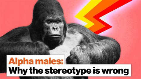 Why The Alpha Male Stereotype Is Wrong Frans De Waal Big Think