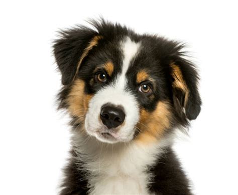 Australian Shepherd Puppy Stock Photos Pictures And Royalty Free Images