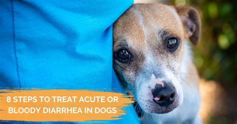 How To Treat Bloody Diarrhea In Dogs At Home Dr Dobias