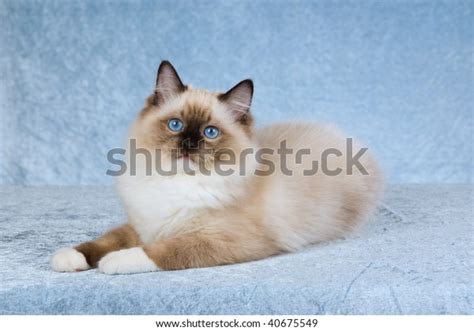 Seal Point Mitted Ragdoll Kitten On Stock Photo 40675549 Shutterstock