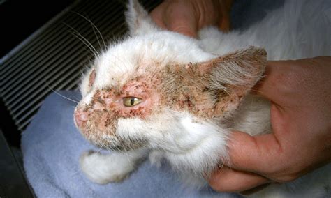 Untreated, it can lead to pain and tooth loss. Feline Pemphigus Foliaceus: A Common Autoimmune Dermatosis ...