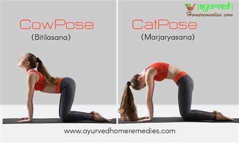 Cat Cow Pose Benefits Good Stretch For Spine And Back Pain Relief