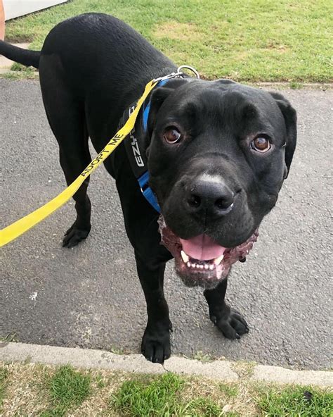 Marlo Large Male Mastiff Mix Dog In Vic Petrescue