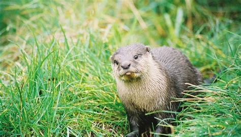 North american river otters have long . How to Distinguish Between a River Otter and a Sea Otter ...