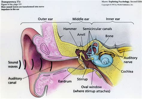 Protecting Your Hearing Earplugs And The Live Music Experience Nys Music