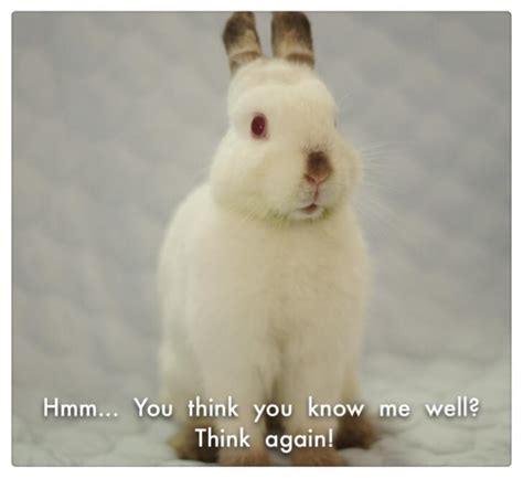 10 More Ugly Truths About Rabbits Bunny Wonderland