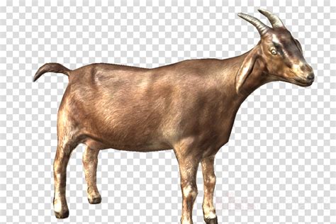 Goats Goat Clipart Nigerian Dwarf Goat Oberhasli Goat Cattle Png