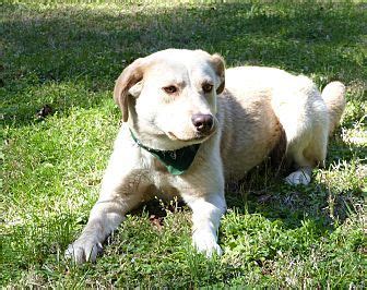 Macy our english cream is the proud mama of ten puppies.we have eight boys and two girls. Labrador Retriever Mix Dog for adoption in Mocksville ...