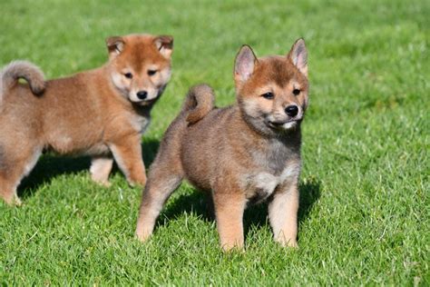 Shiba inu is the latest viral cryptocurrency to attract investor attention. Shiba Inu pups te koop, Shiba Inu pup kopen