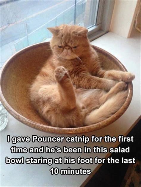 78 Funny Animals Pictures With Captions Will Boo You Animal Photos