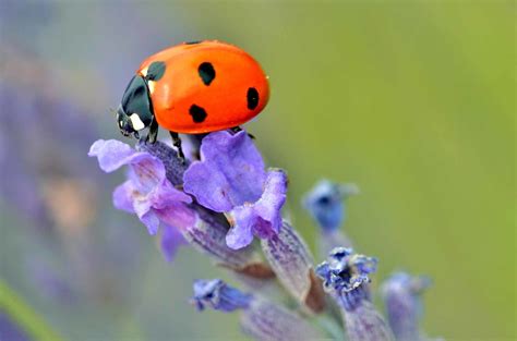 Tipps gegen schädlinge im garten. Nützlinge und Schädlinge im Garten | Umweltberatung Luzern