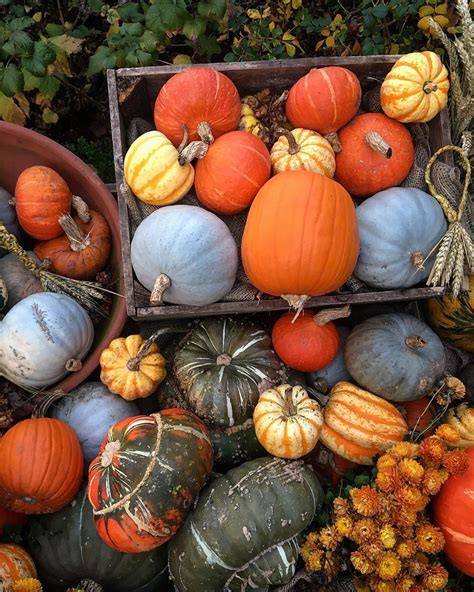 Behold The Pumpkins And Gourds Of Autumn Joy Pumpkin Vegetables Gourds